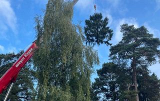 Kran Hebt Baumkrone an