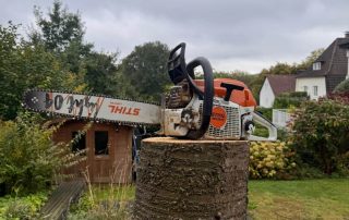 Gefällter Baum in Teilen Kettensäge steht auf dem Baumstumpf